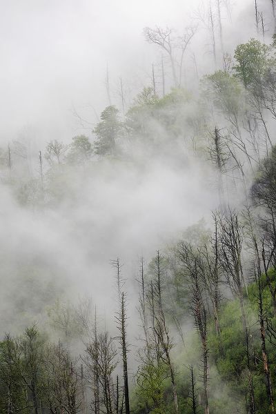 Jones, Adam 아티스트의 Fog drifting through black burned trees on mountain side-Great Smoky Mountains National Park작품입니다.